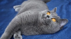 Scottish drept (foto): sensibilitate și farmec al lumii feline